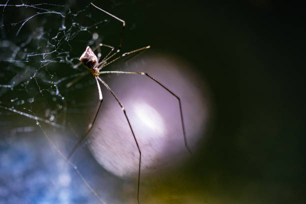 Spider on network fiber on dark and light background