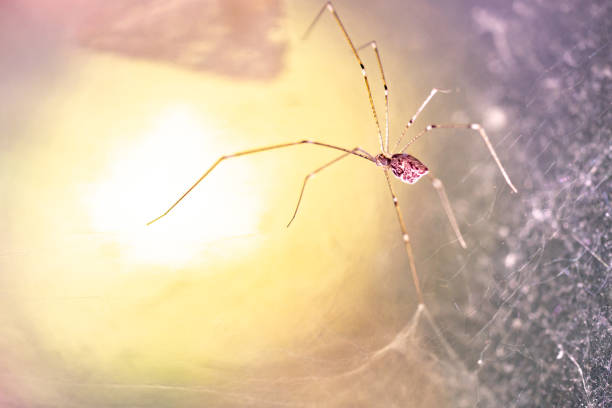 Spider on network fiber on dark and light background
