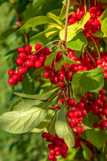 istock Red schisandra berries and leaves in nature 1057252780