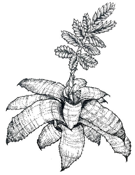 ilustrações, clipart, desenhos animados e ícones de bromélia tropical - bromeliaceae
