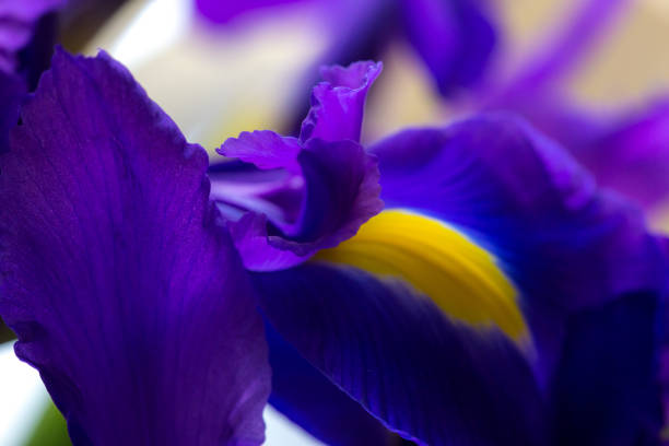 istock Purple delicate iris petals, bright flower background 1057258660