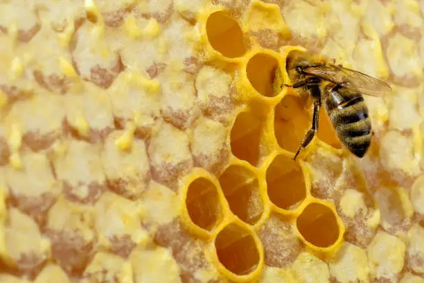 Photo of Macro photo of honey bee on honeycomb. Bee turns nectar into fresh and healthy honey. Concept of beekeeping.