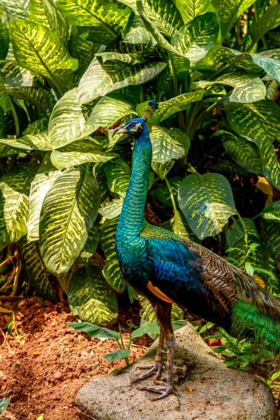 istock Green Peacock in the forest 1057258940