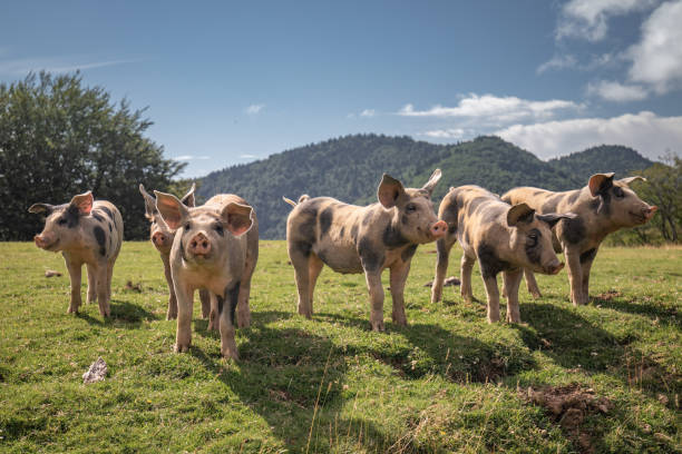 gruppe von schönen familie von schweinen suchen und bat um essen, blick in die kamera - pig stock-fotos und bilder