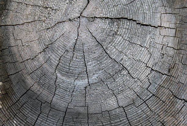 istock The old wood texture with natural patterns. Cross-section of the old tree 1057272168