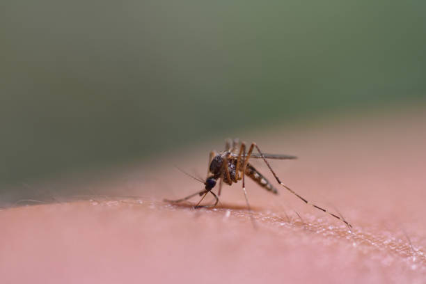 istock Mosquito sits on human skin and drinks blood, close-up 1057272274