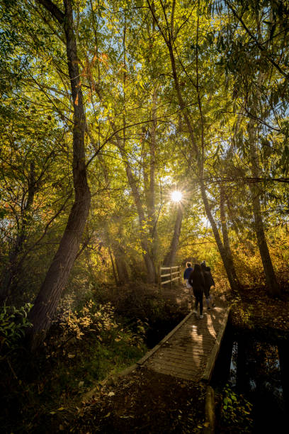istock Taking a walk in a autumn forest crossing a bridge 1057277496
