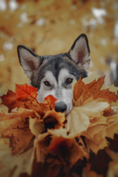 istock Dog in autumn yellow leaves 1057279800