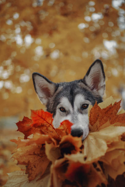 istock Dog in autumn yellow leaves 1057279830