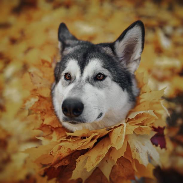 istock Dog in autumn yellow leaves 1057279842