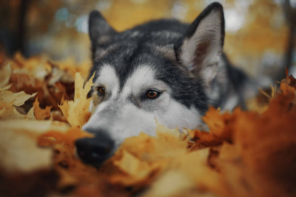 istock Dog in autumn yellow leaves 1057279878