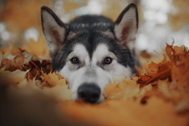 istock Dog in autumn yellow leaves 1057279892