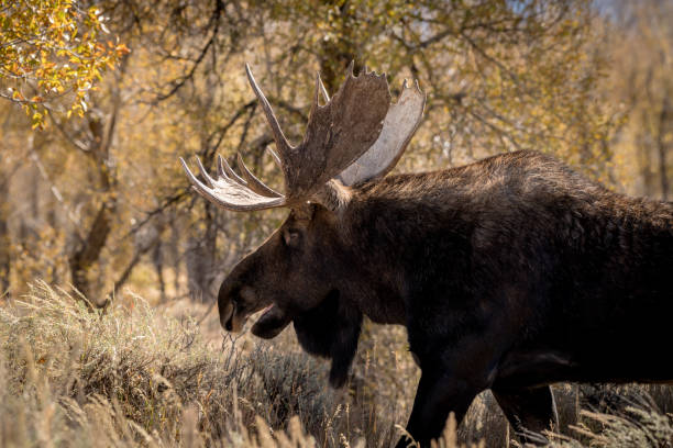 istock Big bull moose with its mouth open in the wilderness 1057280236
