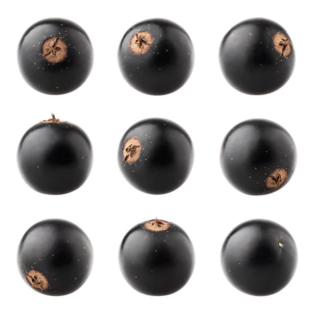 istock Black currant isolated on white background, clipping path, full depth of field 1057282218