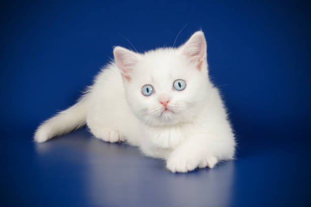 istock scottish straight shorthair cat 1057283134