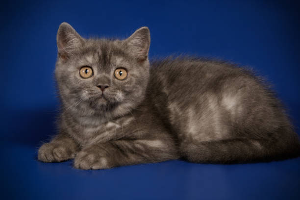 istock scottish straight shorthair cat 1057283204