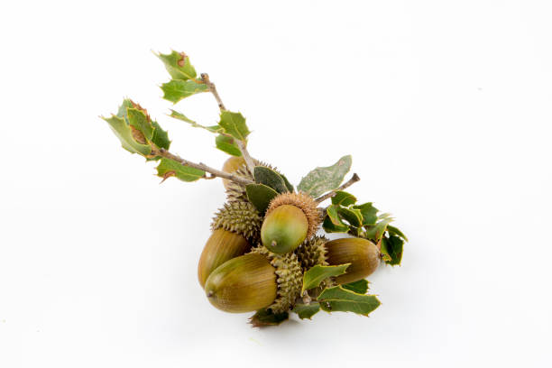 istock Ripe acorns isolated on a white background 1057284588