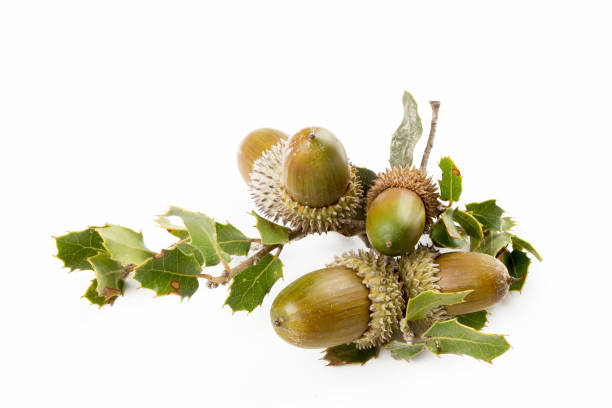 istock Ripe acorns isolated on a white background 1057284604