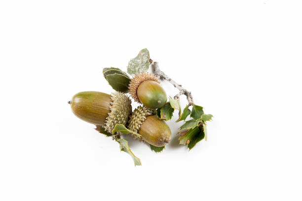 istock Ripe acorns isolated on a white background 1057284644