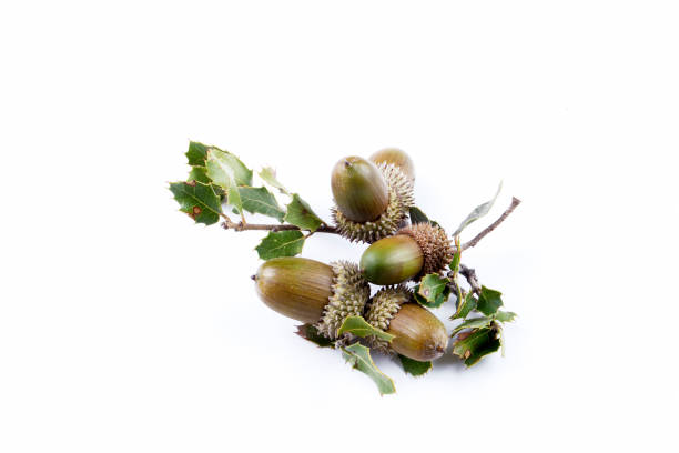 istock Ripe acorns isolated on a white background 1057284678