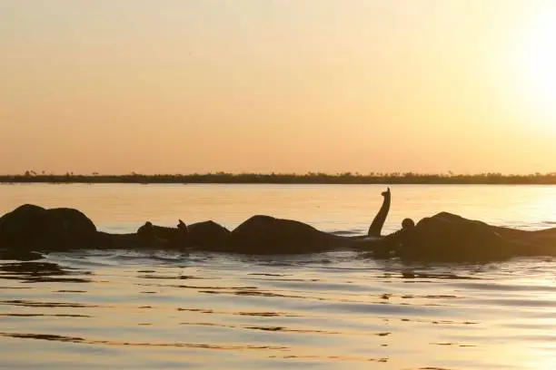 Elephants crossing the lagoon seen at Duma tau camp in the linyanti botswana