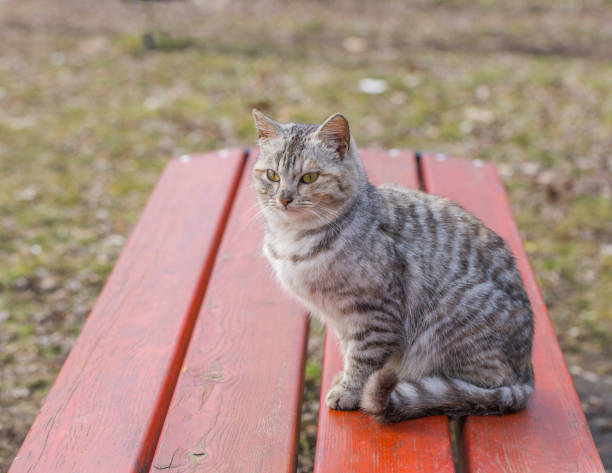 istock Beautiful striped cat sitting on a wooden bench 1057285156