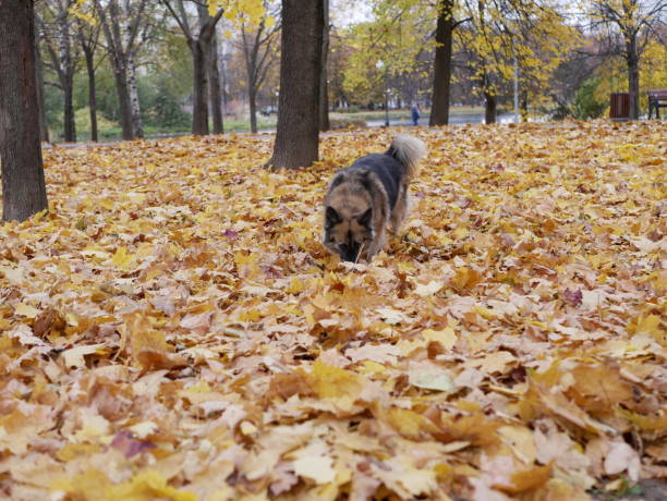 istock Dog plays in autumn Park 1057288902
