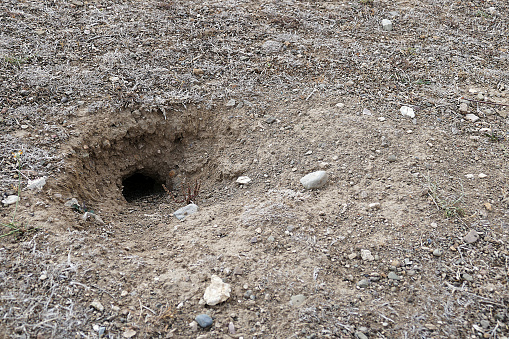 mouse and snake nests in nature,