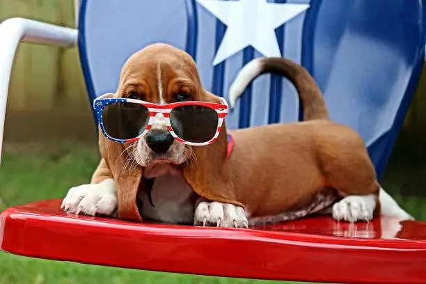 Photo of Baby Basset with Sunglasses. Fourth of July.