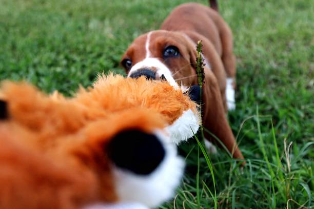 istock Baby Basset with Toy 1057291012