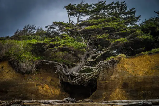 Tree over cliff