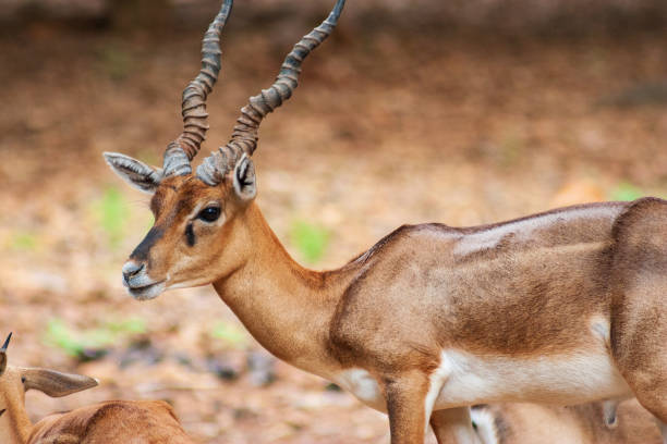 Deer at Arignar Anna Zoo in Chennai, India