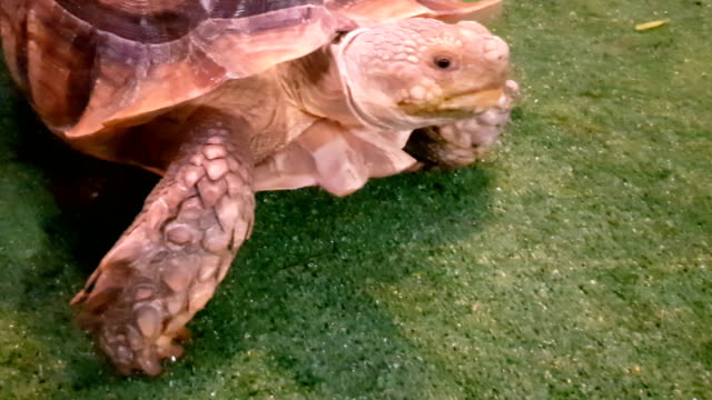 Galapagos tortoise. Big turtle