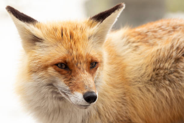 istock Red fox in the wild in nature 1057295112