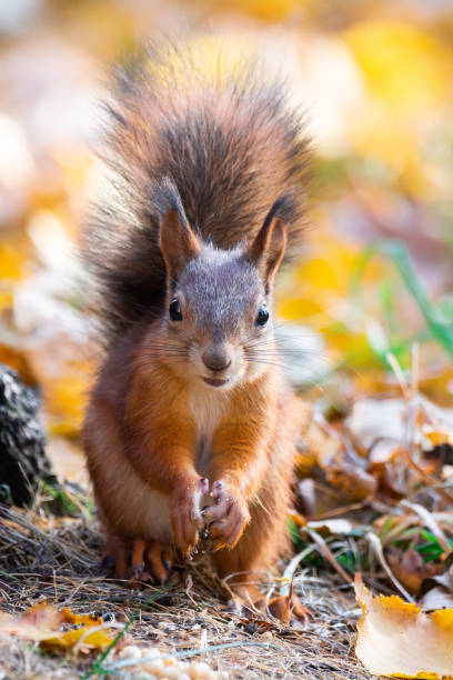 istock Squirrel in the autumn park 1057296698