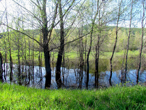 istock The trees in the water 1057297480