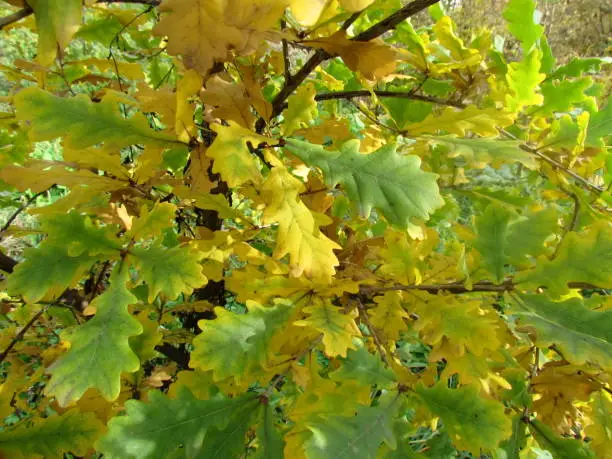 oak leaves in autumn