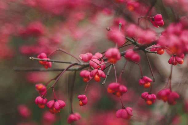 istock Autumn Forest Leaves 1057299398