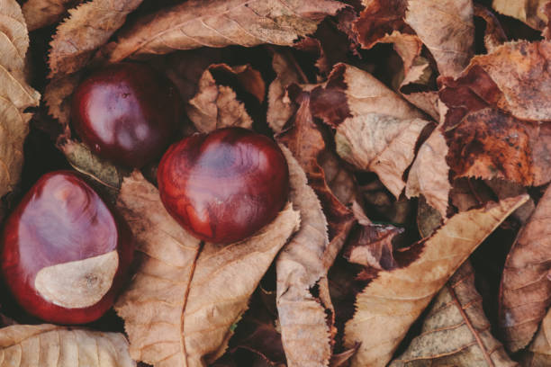 秋の森の葉 - chestnut tree leaf sunlight tree ストックフォトと画像