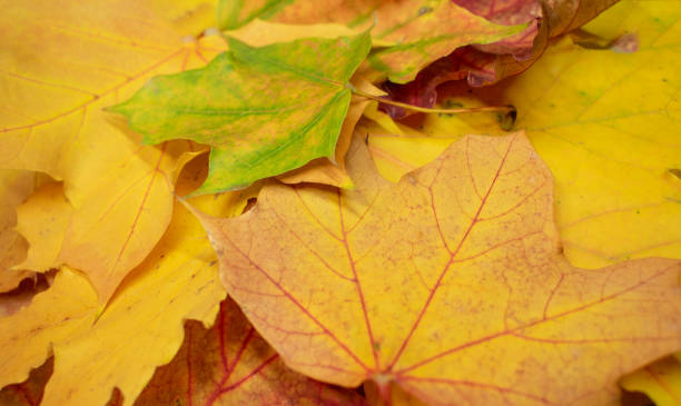 istock autumnal background of maple leaves 1057301926