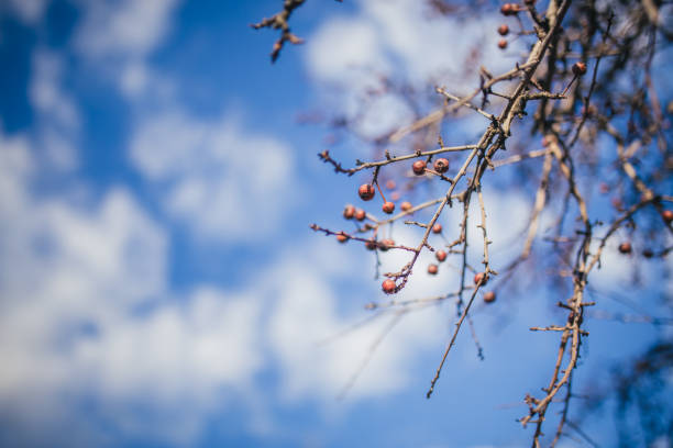 Hip branch with fruits on it and sky with clouds behind.