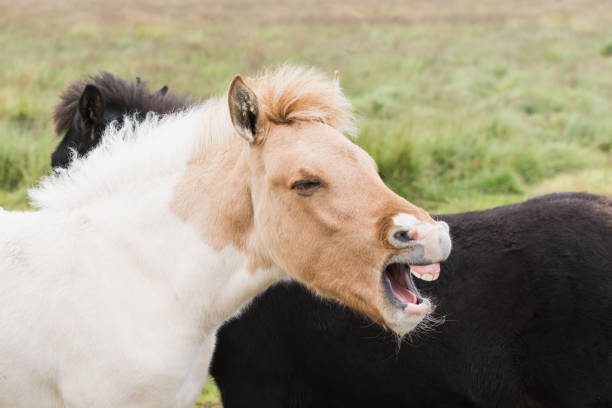 close-up of icelandic horses on the open field with mouth open as if laughing or screaming - snif imagens e fotografias de stock