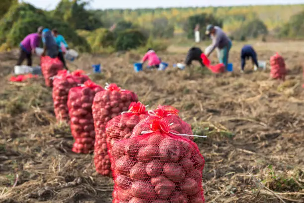 Photo of Farm Workers Harvesting Potatoes