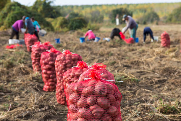 farm workers harvesting potatoes - farm worker imagens e fotografias de stock