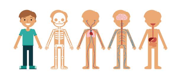 ilustraciones, imágenes clip art, dibujos animados e iconos de stock de ilustración de vector de anatomía de cuerpo de niño. - modelo anatómico