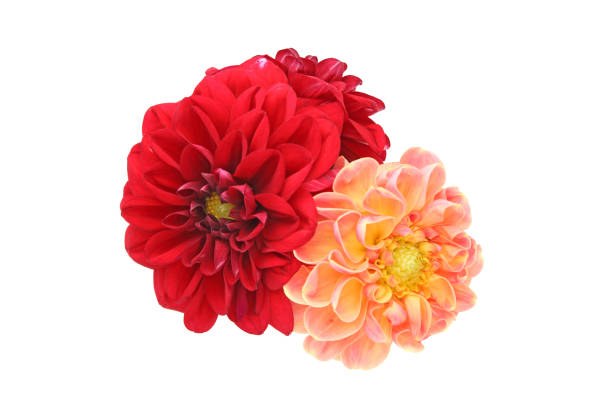 Pictured flower head of dahlia in a white background.