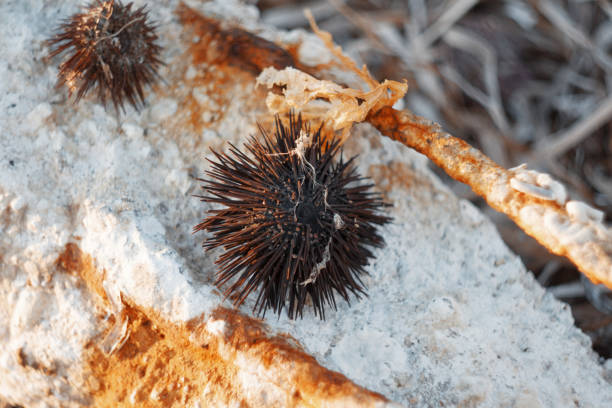 Close-Up Of Sea Urchin With Spines On Concrete Surface At Sunset