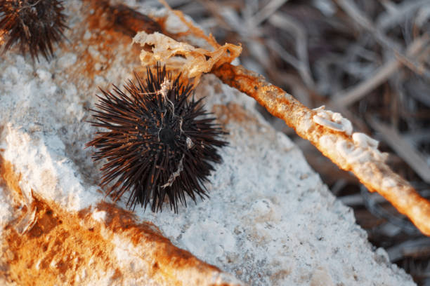 istock Close-Up Of Sea Urchin With Spines On Concrete Surface At Sunset 1057324768