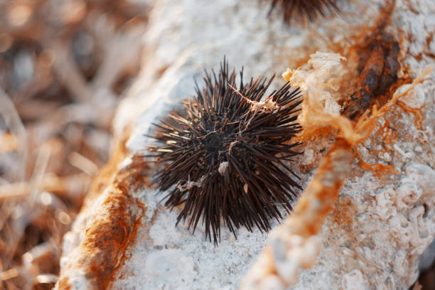 istock Close-Up Of Sea Urchin With Spines On Concrete Surface At Sunset 1057324780