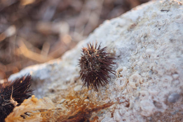 istock Close-Up Of Sea Urchin With Spines On Concrete Surface At Sunset 1057324788